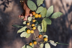 Strychnos potatorum